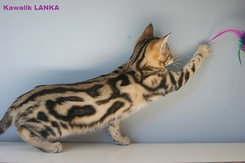 femelle bengal marbré